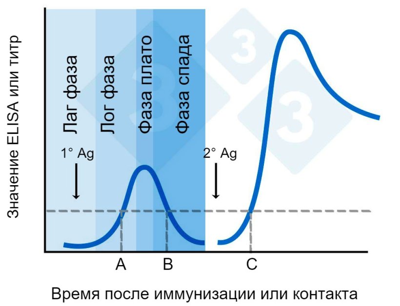 Рисунок 2. Значение ELISA или титр во времени после иммунизации.
